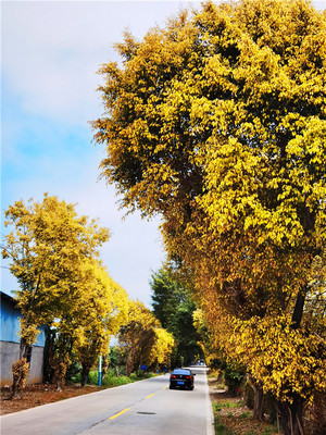 广州市增城区三江有一条“胡杨林”大道,纪录着冬春交季的美景