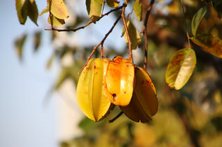 单车环游中国第9集:福建奇花异草,认识一个就是大神