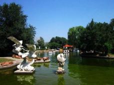 赤峰植物园-赤峰-流星穗血