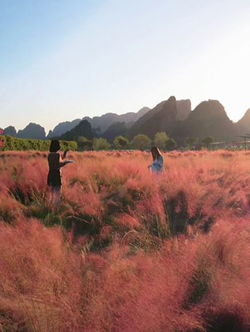 清远旅游，漫步粉黛花海，坐上高空热气球，看英西峰林美景！