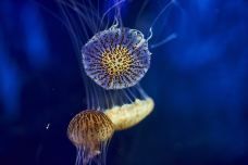 墨尔本水族馆-墨尔本