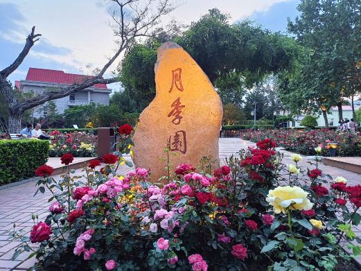 月季园