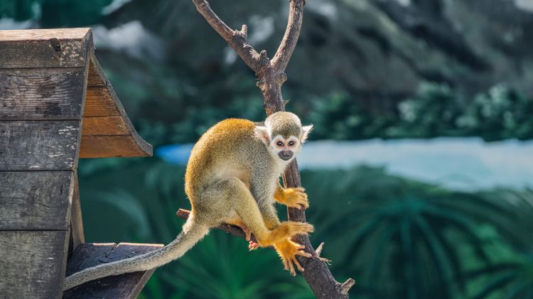 Shendiao Wild Animal Nature Reserve