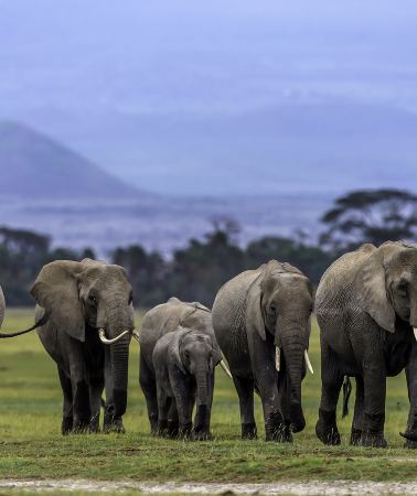 2D1N • Kenya Amboseli National Park 4-Diamond Private Safari