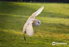 Owl & Bird of Prey Sanctuary景点图片