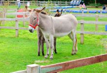 The Donkey Sanctuary景点图片
