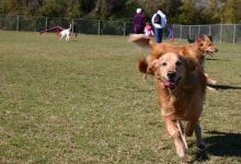 West Woof Dog Park景点图片