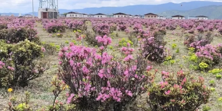 普達措杜鵑花海