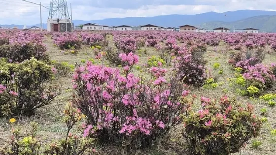 普達措杜鵑花海