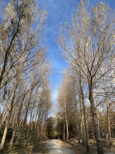 太阳岛风景区-哈尔滨-钓雪老翁