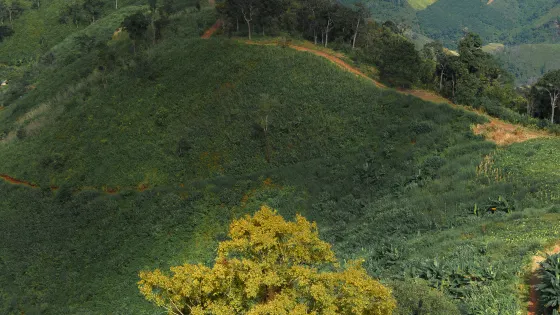 九龍山國家森林公園黃花山景區