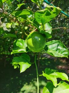 七色土-毛里求斯-Lavender and Sun