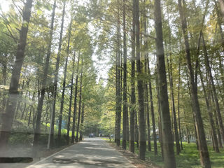 龙潭森林公园，栗子大丰收