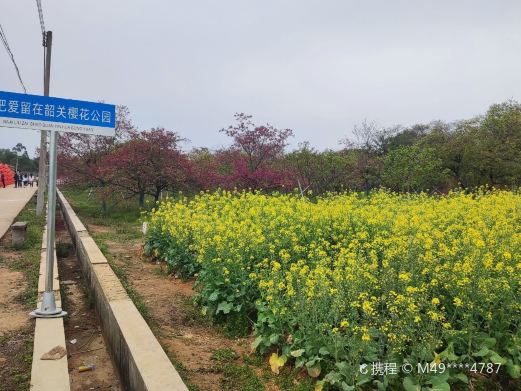 韶关樱花公园