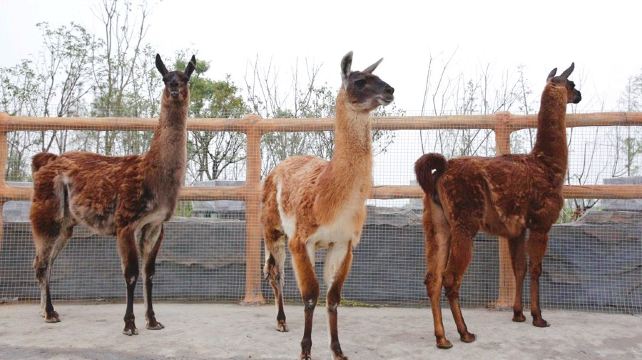 台州湾野生动物园