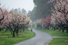 东湖梅园-武汉