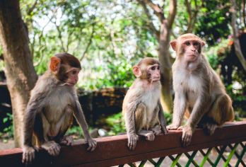 南湾猴岛一日游【猕猴童趣 丨含猴岛缆车丨 可选含槟榔谷】【登陆美丽猴岛，和呆萌小猕猴亲密接触】