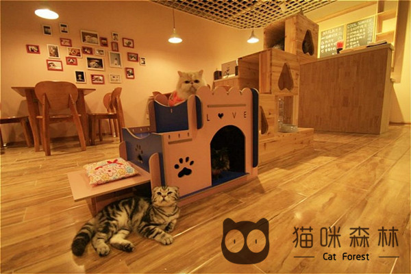在猫咪森林猫咖有不少让我心动的信号呢