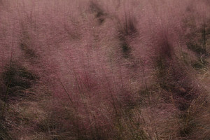 大兴区游记图文-美在深秋，遇见粉黛乱子草，给你一个粉红色回忆！