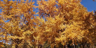 北京秋季 必游的最美6条银杏大道(小田木作品)