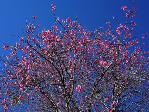 樱花谷