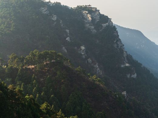 三宝树