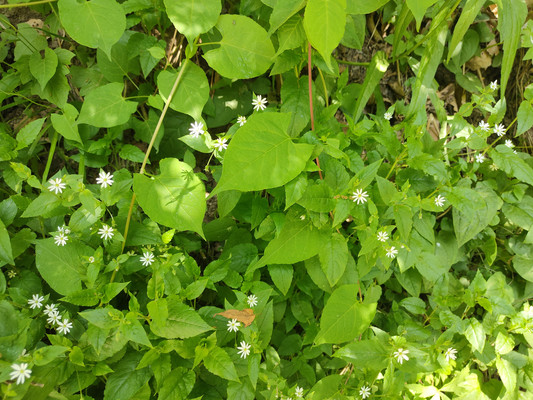 繁缕,野菜也能花如繁星