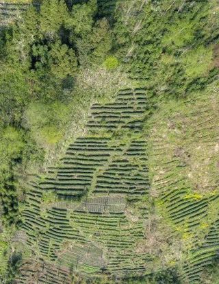 细呷一口茶，将汶川的春天塞进肚子里！