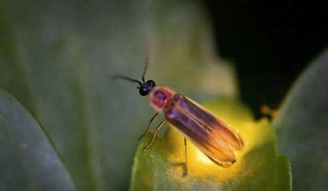 看萤火虫、驾帆船……在上海郊外我们挖出一堆新玩法！