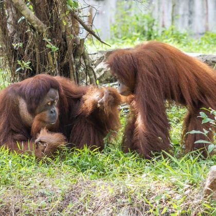 越南胡志明市+富国岛+芽庄9日8晚自由行