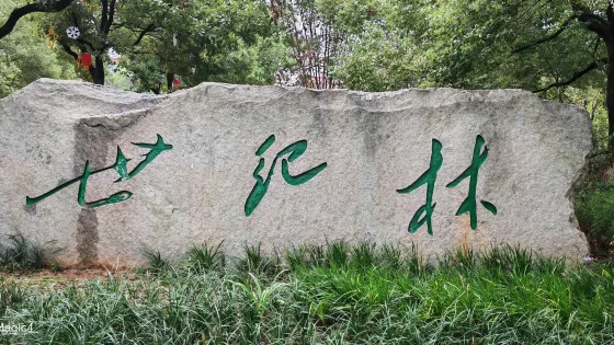 世紀林