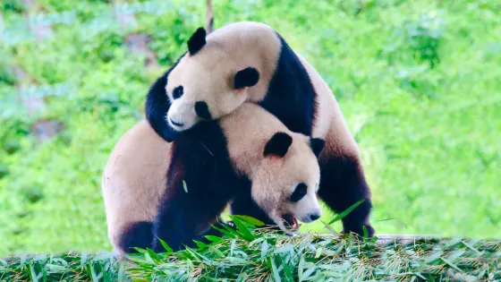 欒川竹海野生動物園