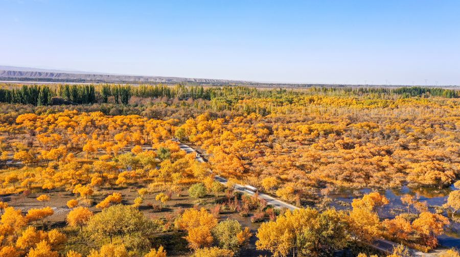 金湖杨国家森林公园