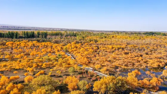 金湖楊國家森林公園