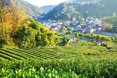 龙井村