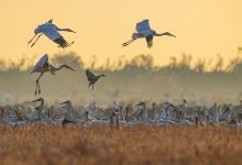 鄱阳湖国家湿地公园景点图片