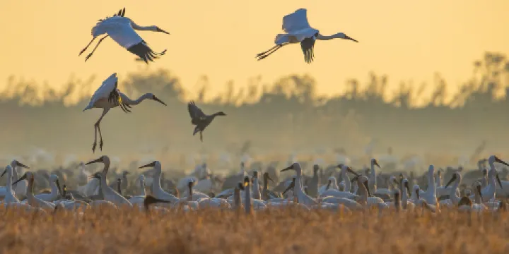 鄱陽湖國家濕地公園
