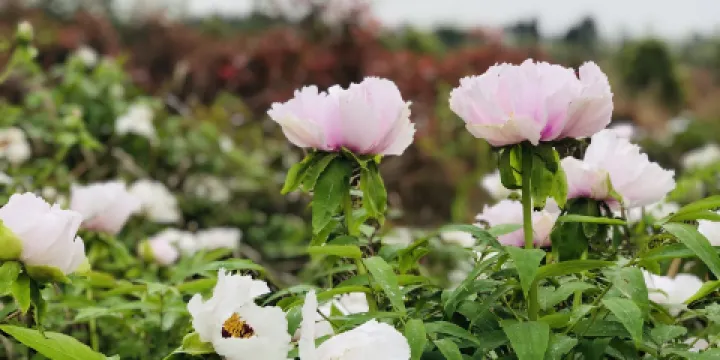 葛仙山牡丹花海