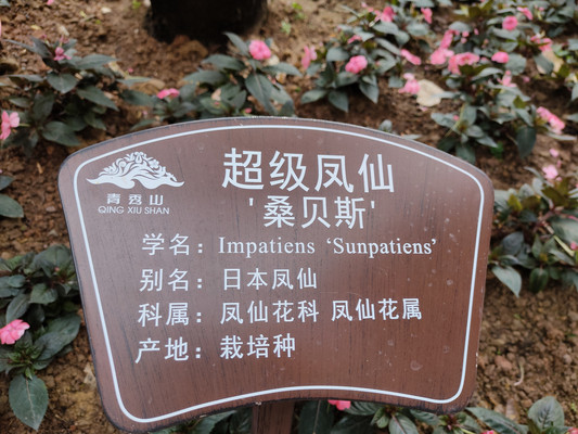 桑蓓斯，超级凤仙