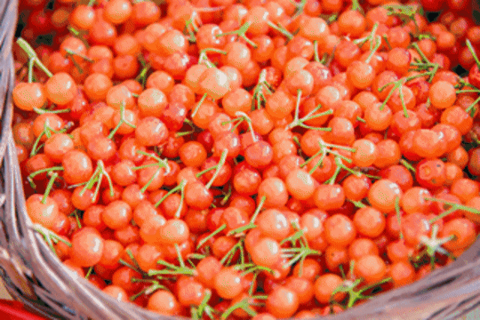 不容错过！樱红五月，开启一场甜蜜采摘之旅