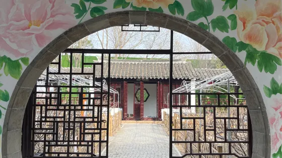 枯枝牡丹園