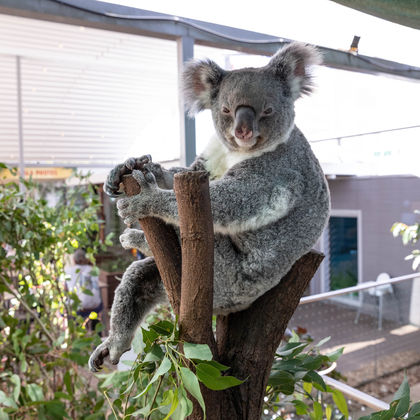 澳大利亚悉尼悉尼野生动物园+悉尼水族馆+悉尼歌剧院+邦迪海滩一日游