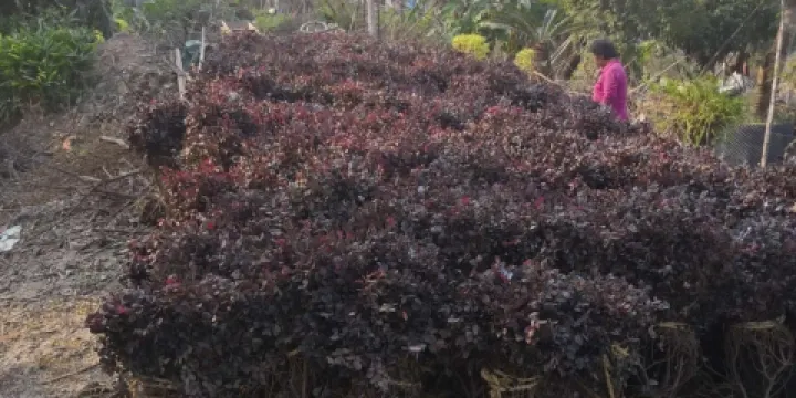 重慶市北碚區大亮花木種植場