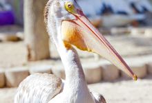 Seaside Seabird Sanctuary景点图片