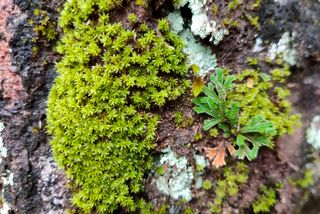 苔藓,超级顽强的生命力