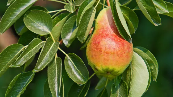 華緣農場