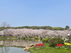 东湖樱花园-武汉-海岛晴风