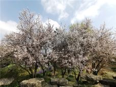 苏州中国花卉植物园-苏州-C-IMAGE