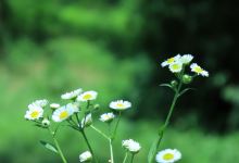 植物公园景点图片