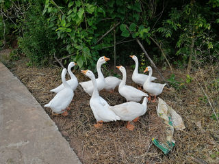 2021国庆安岳三天